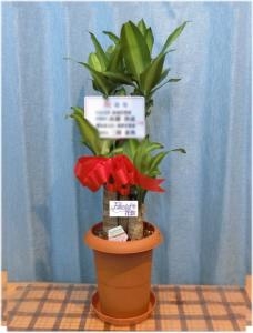 ３月２６日（月）のお届け商品画像｜「花銀」　（東京都江戸川区の花キューピット加盟店 花屋）のブログ